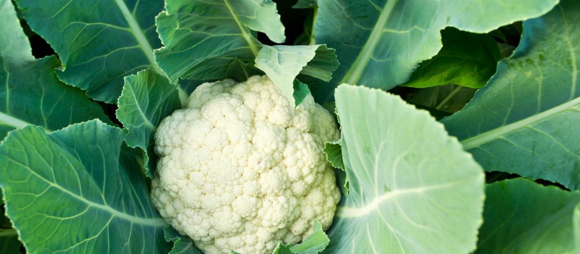 Manger du chou-fleur le soir : bonne ou mauvaise idée ?